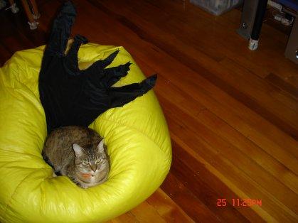 My Mercat Misty